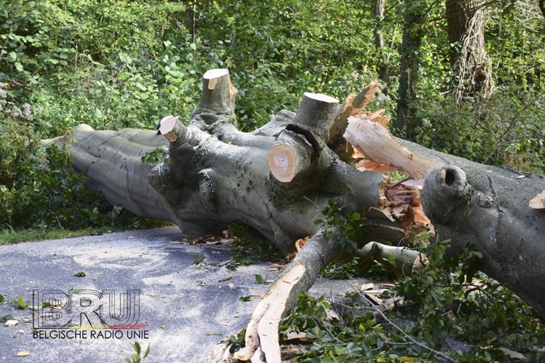 300 jaar oude boom begeeft het in Vladslo