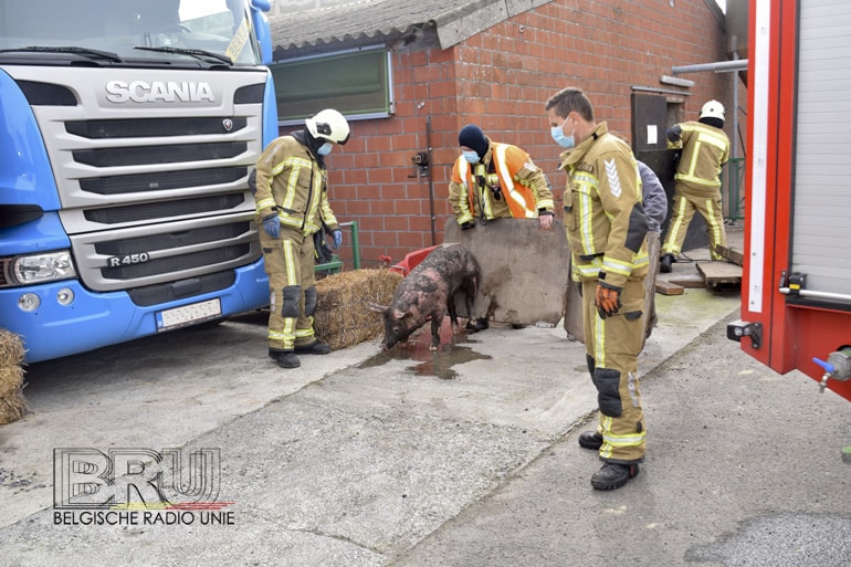 Brandweer redt varkens uit beerput in Lendelede