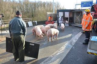 Vrachtwagen geladen met varkens gekanteld op verkeerswisselaar 'Het Ei'