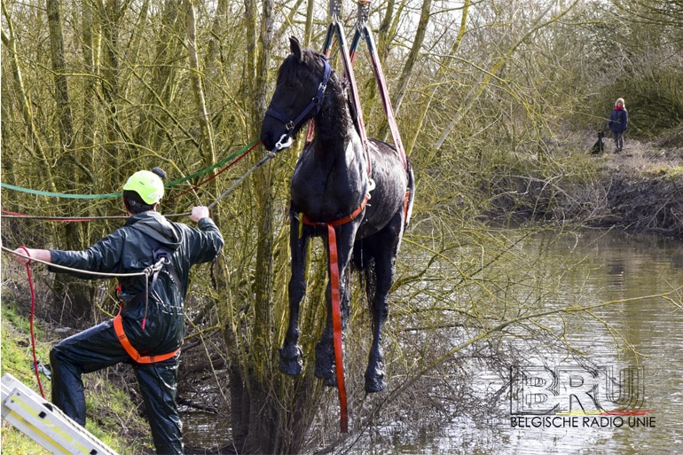 Paard te water in Diksmuide