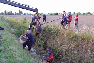 Brandweer redt paard uit diepe gracht in Wielsbeke