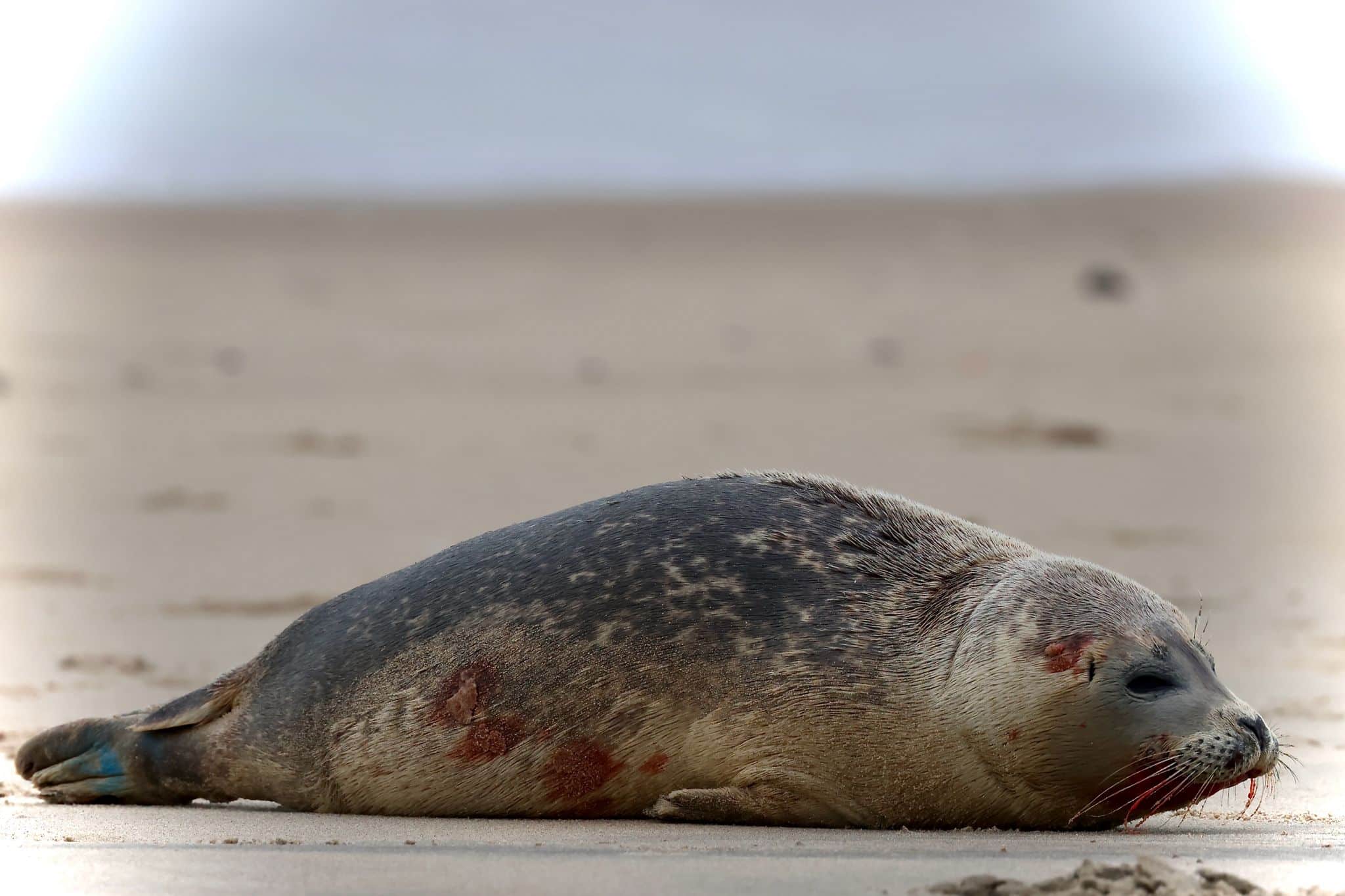 Zeehond zwaar toegetakeld op het strand van Wenduine, vzw NorthSealTeam trekt aan de alarmbel