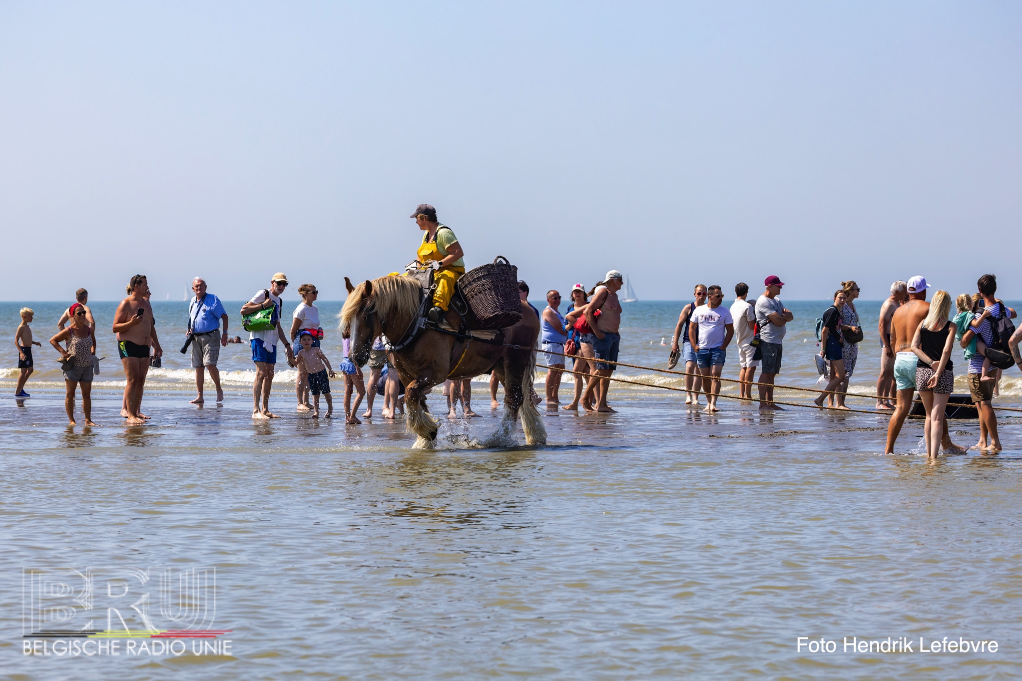 Garnaalvissers te paard in Oostduinkerke en Koksijde