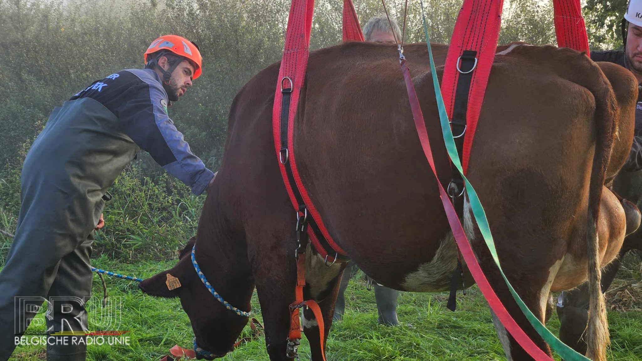 Rund belandt in beek