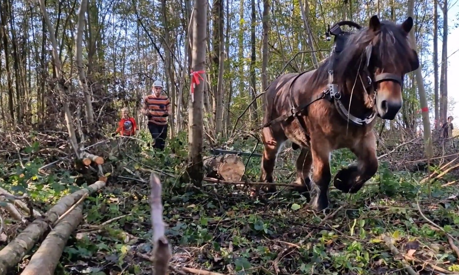 Demonstratie bosbouw met trekpaarden in Bos t’ Ename op 11 november