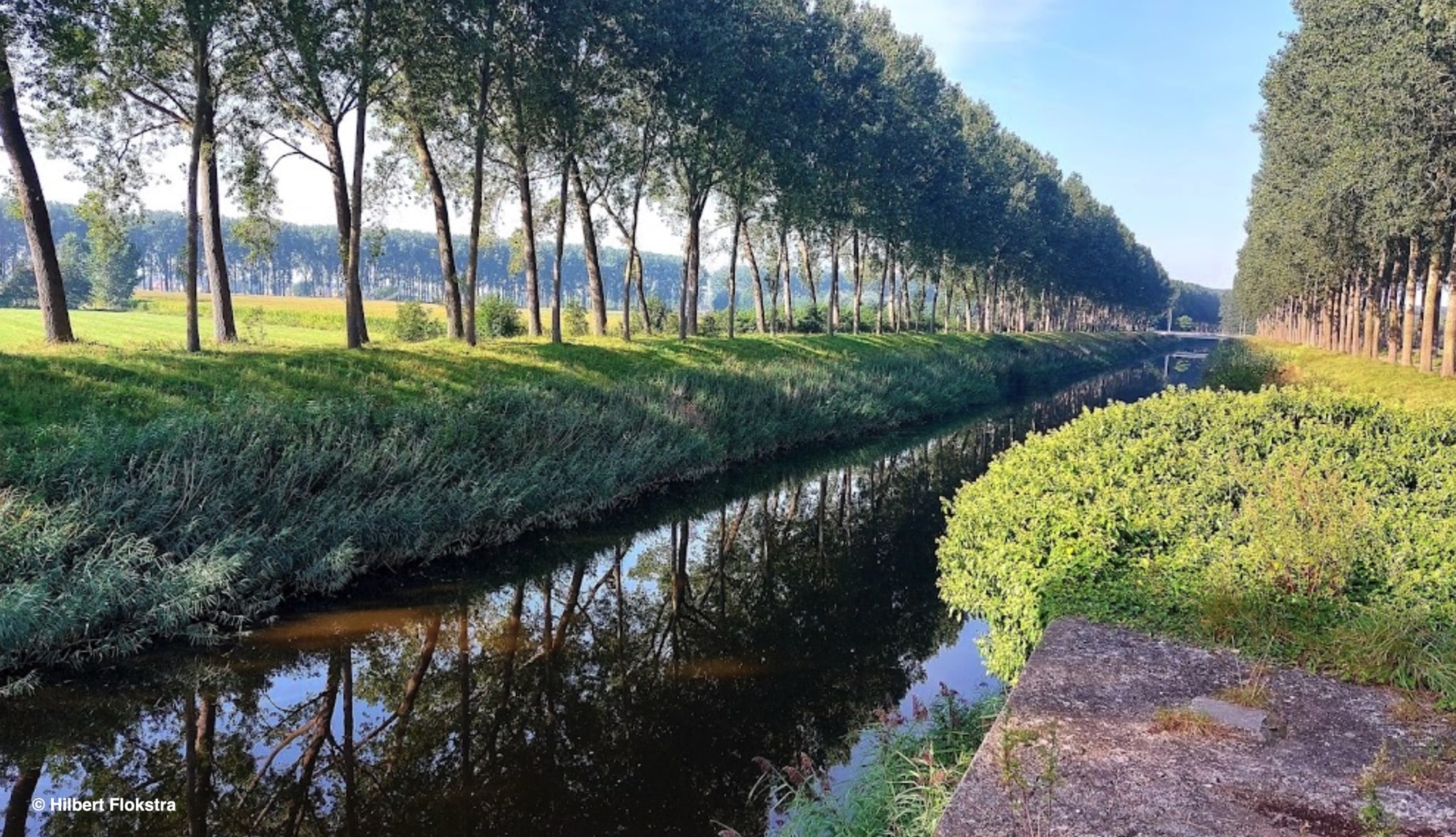 Aanplanting klimaatbomen langs Leopoldsvaart-Oost in Damme