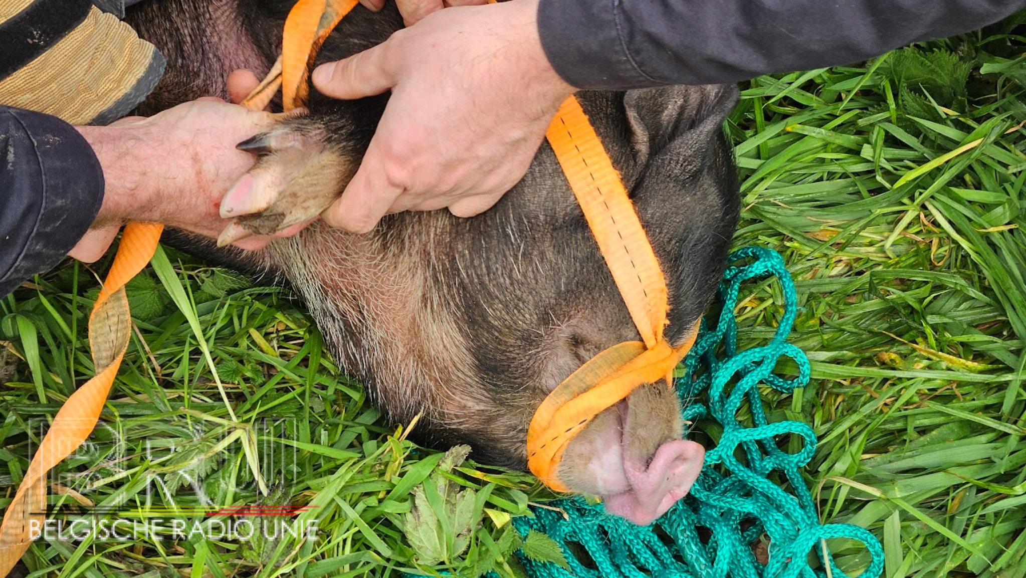 Brandweer vangt ontsnapte varkens