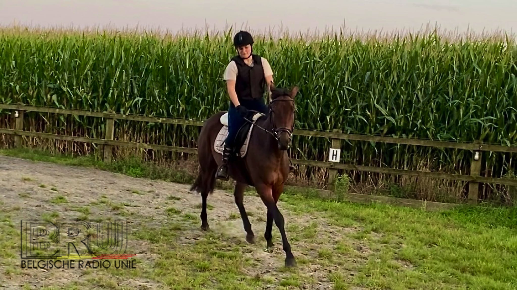 Lancering van de Belgian Horse Hub tijdens Jumping Mechelen