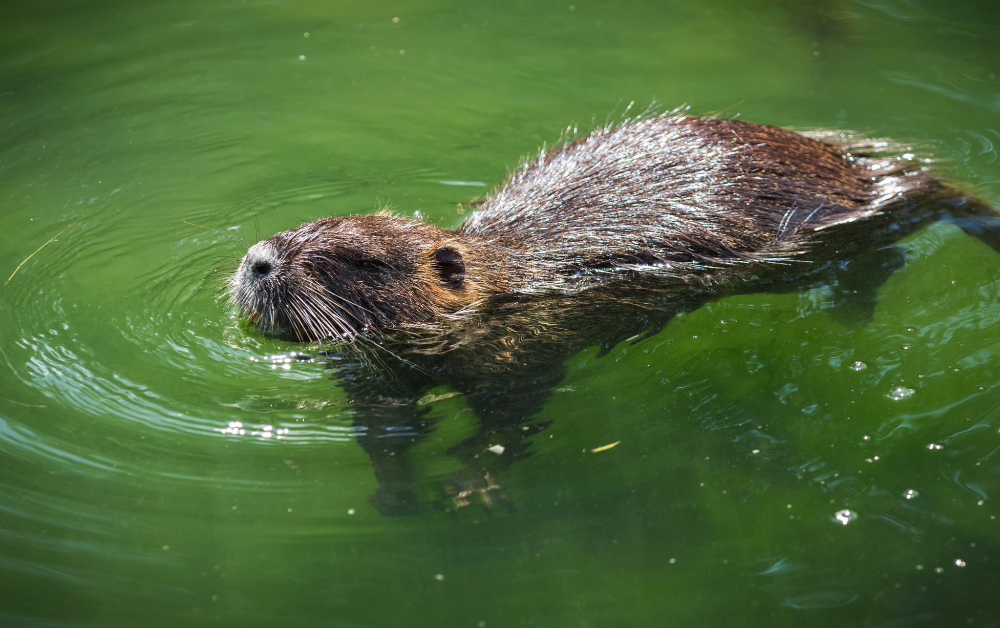 Molenaars en brandweer redden bever uit bassin Zwalmmolen