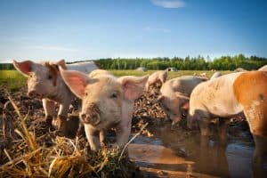 Provincie West-Vlaanderen start metingen van stikstofuitstoot in varkensstallen
