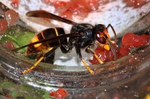 Recordaantal insecten en opvallende ontdekking tijdens Insectenzomer