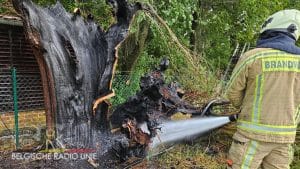 Lo-Reninge oude knotwilg vat andermaal vuur