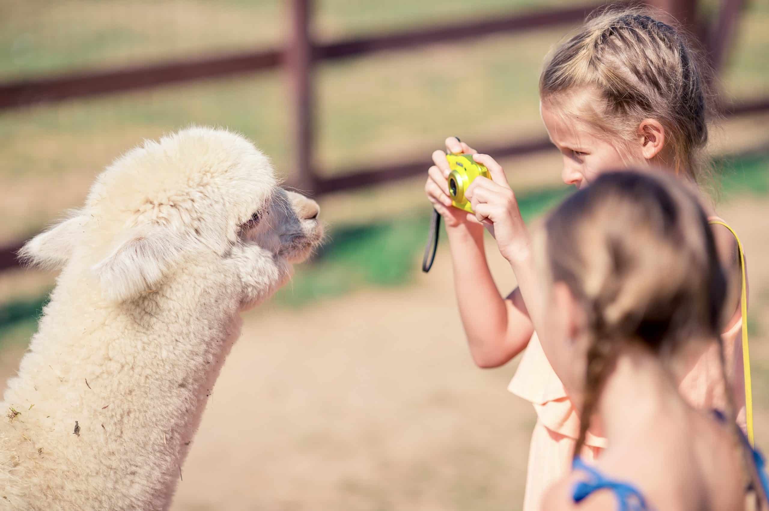 Tweede alpaca show in Waregem