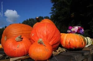 Pompoenwedstrijd in Sint-Denijs op 2 november 2025