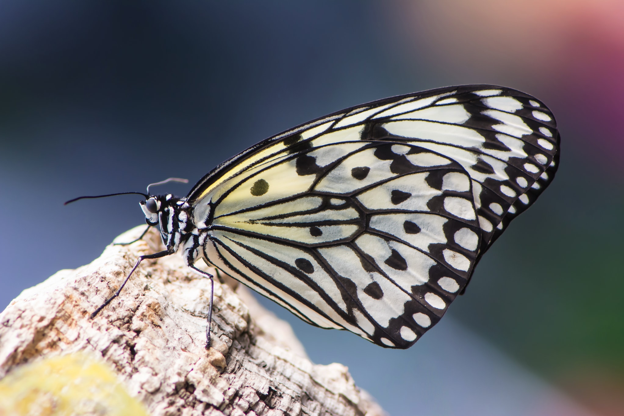 Het orakel van de bosnimf