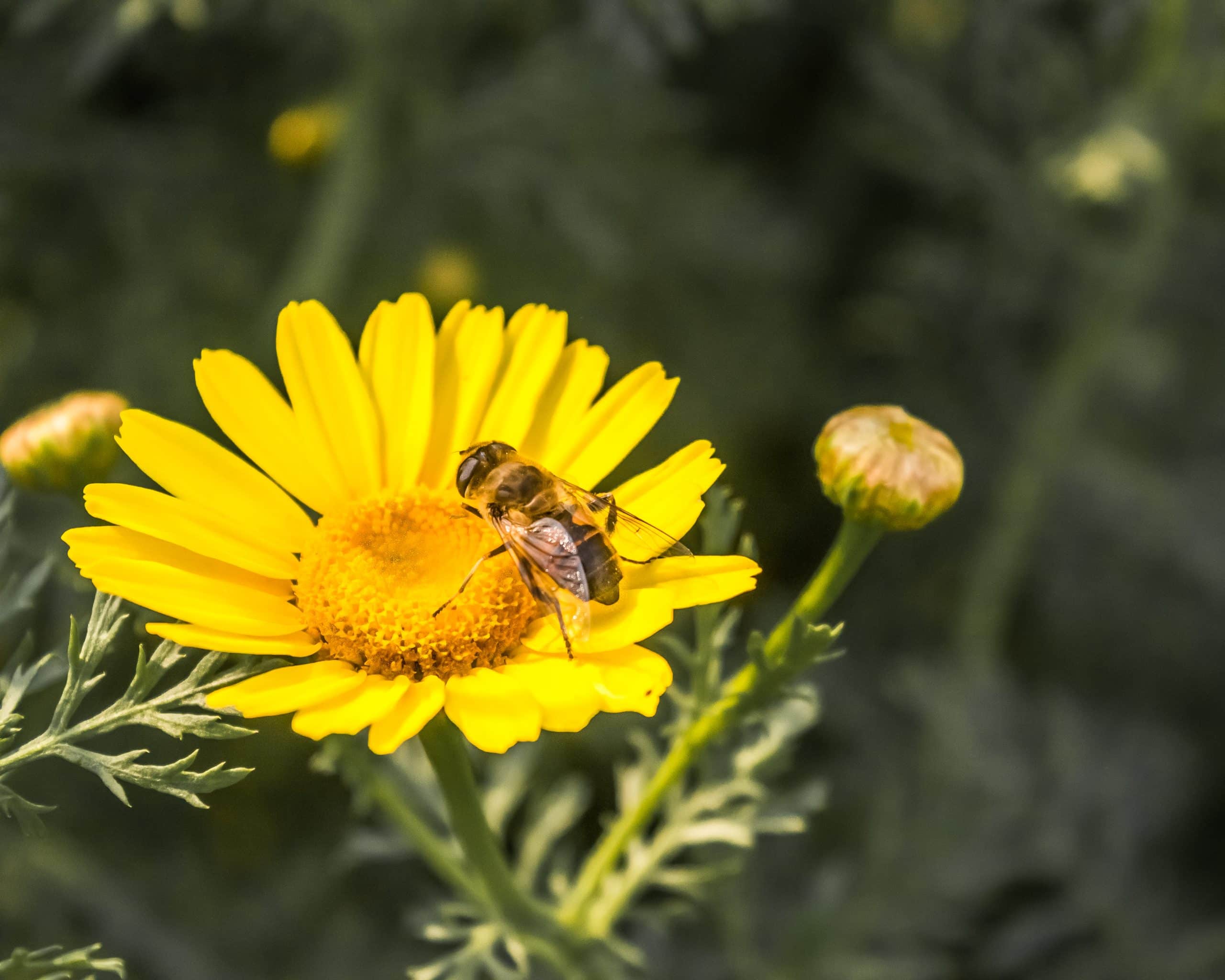 Provincie Oost-Vlaanderen lanceert jaarlijkse groepsaankoop plantgoed voor land- en tuinbouwers en imkers