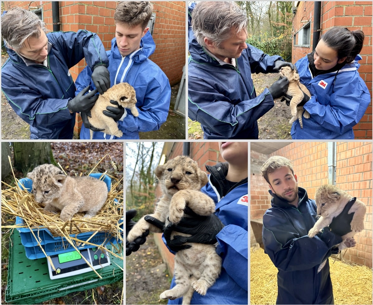 Bellewaerde Park verwelkomt twee jonge noordelijke leeuwenwelpen