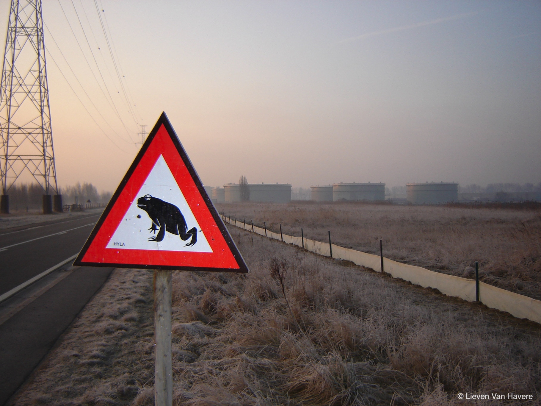 Pad zoekt partner: de jaarlijkse paddentrek gaat weer beginnen