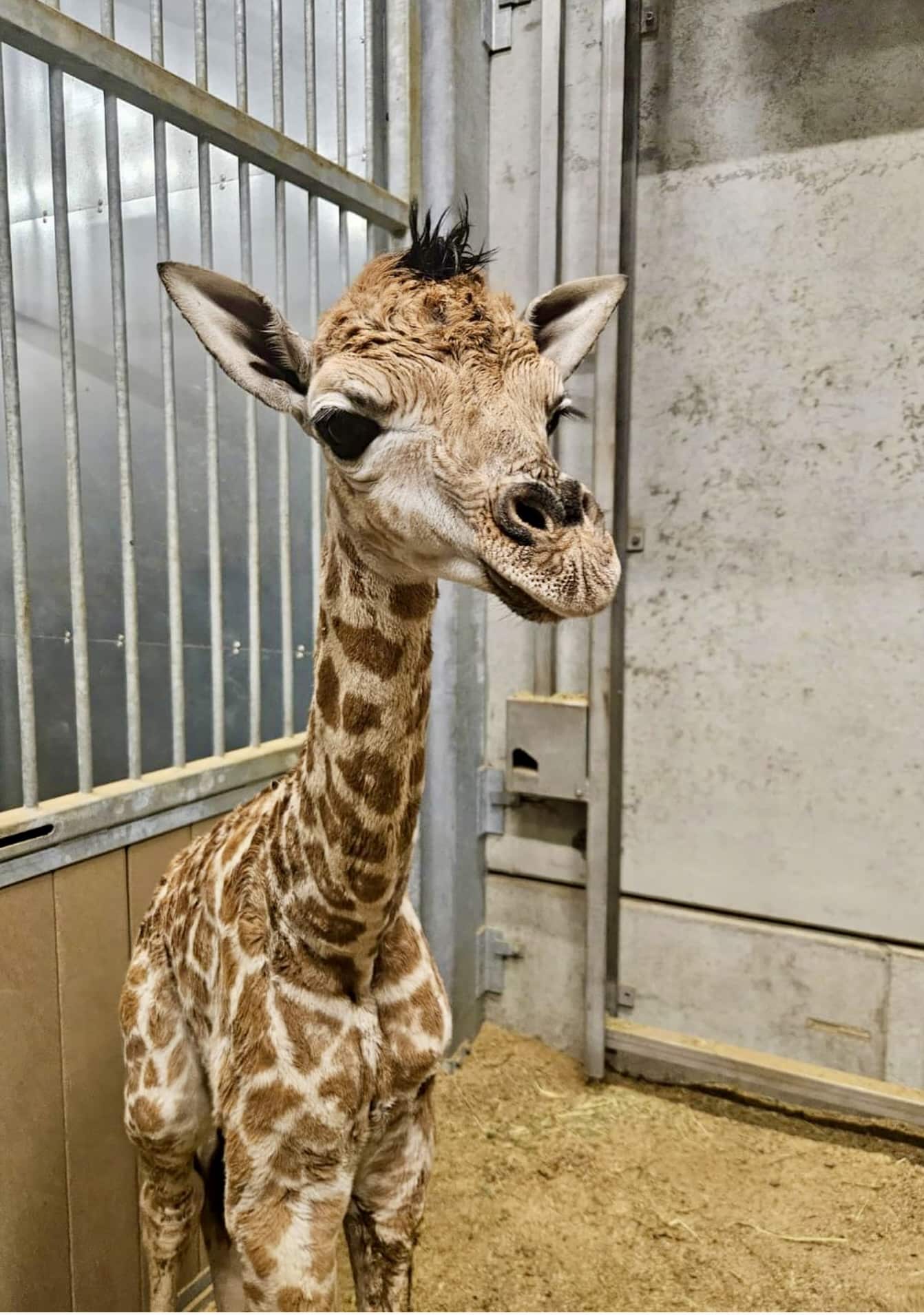 Tweede giraffenkalf geboren bij sterk bedreigde Rothschildgiraffen in Bellewaerde Park