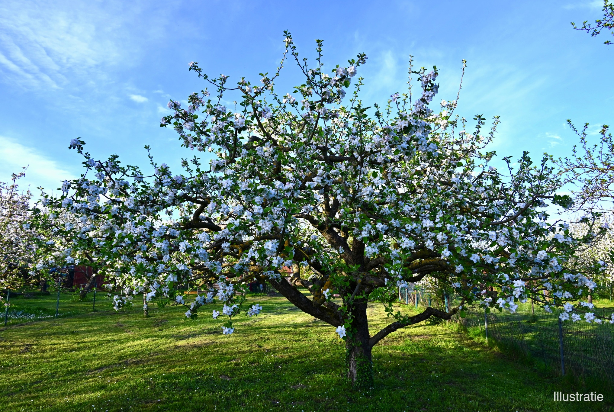 Beleef de lente in Dentergem in volle glorie met de bloesemroutes