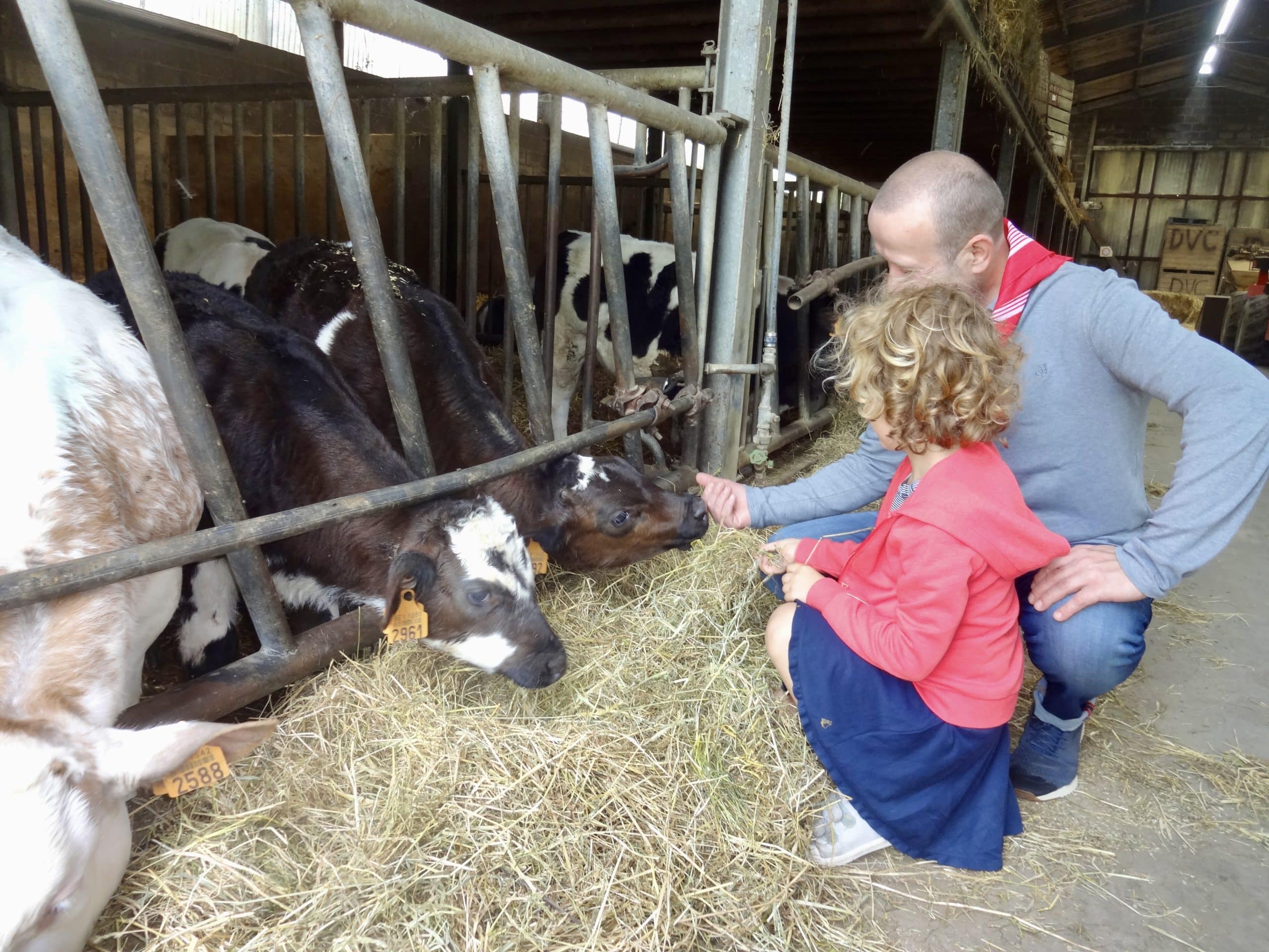 Provincie Oost-Vlaanderen zoekt bezoekboerderijen voor netwerk Beleef de boerderij