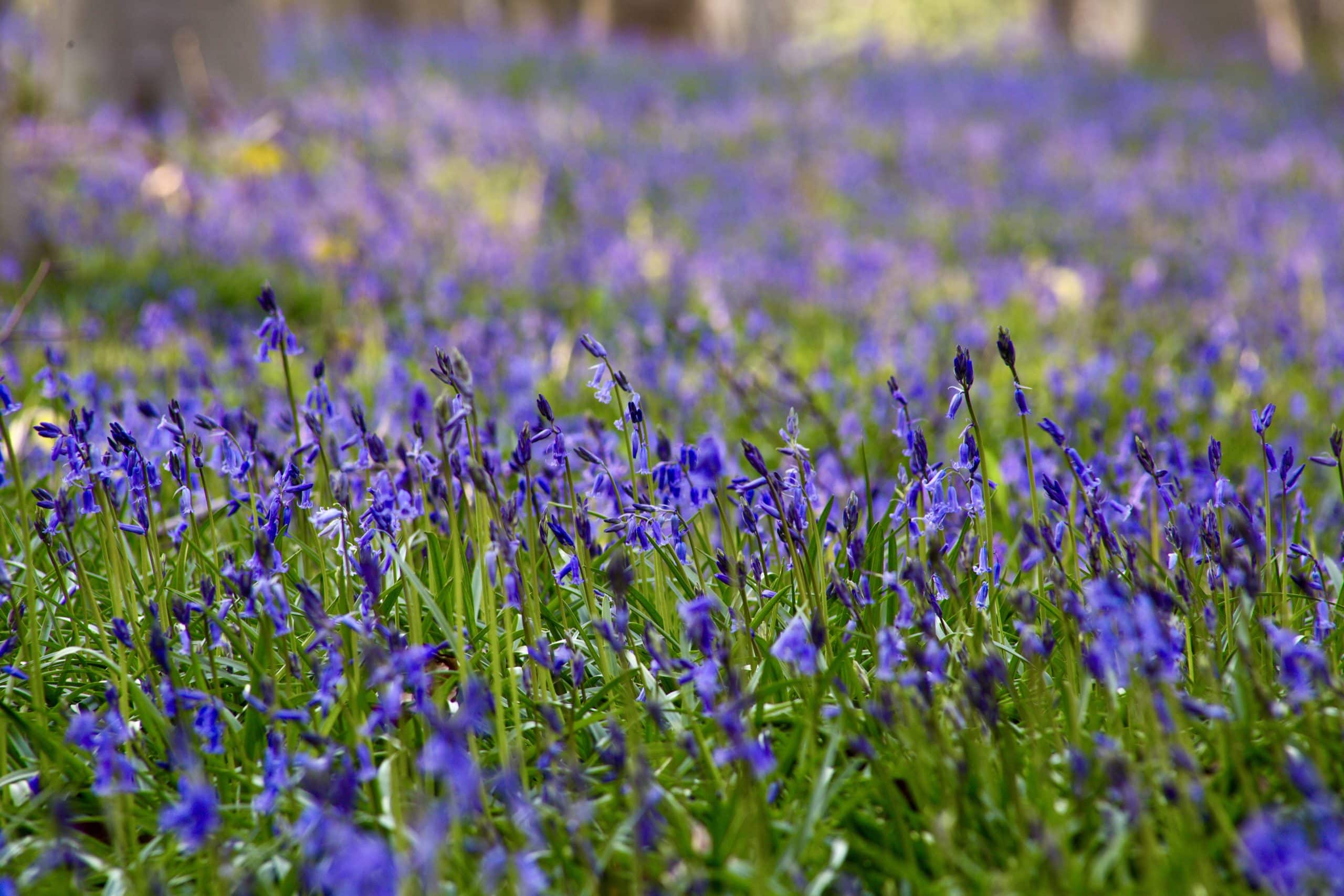 Grensoverschrijdend Boshyacintenfestival op 26 april: startschot voor project Charmante Dorpen