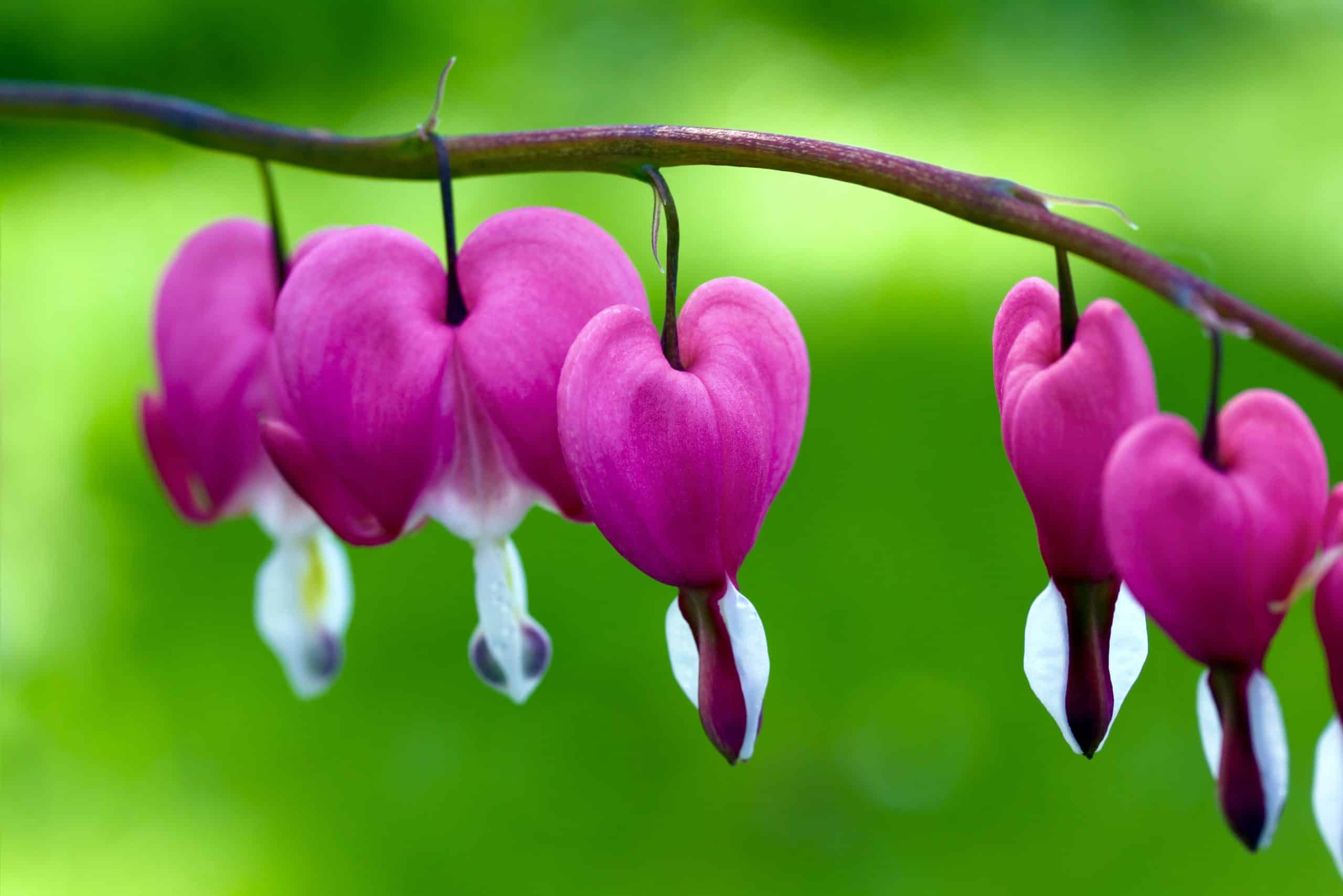 Kleur en geur gegarandeerd op Bloemenmarkt van 1 mei