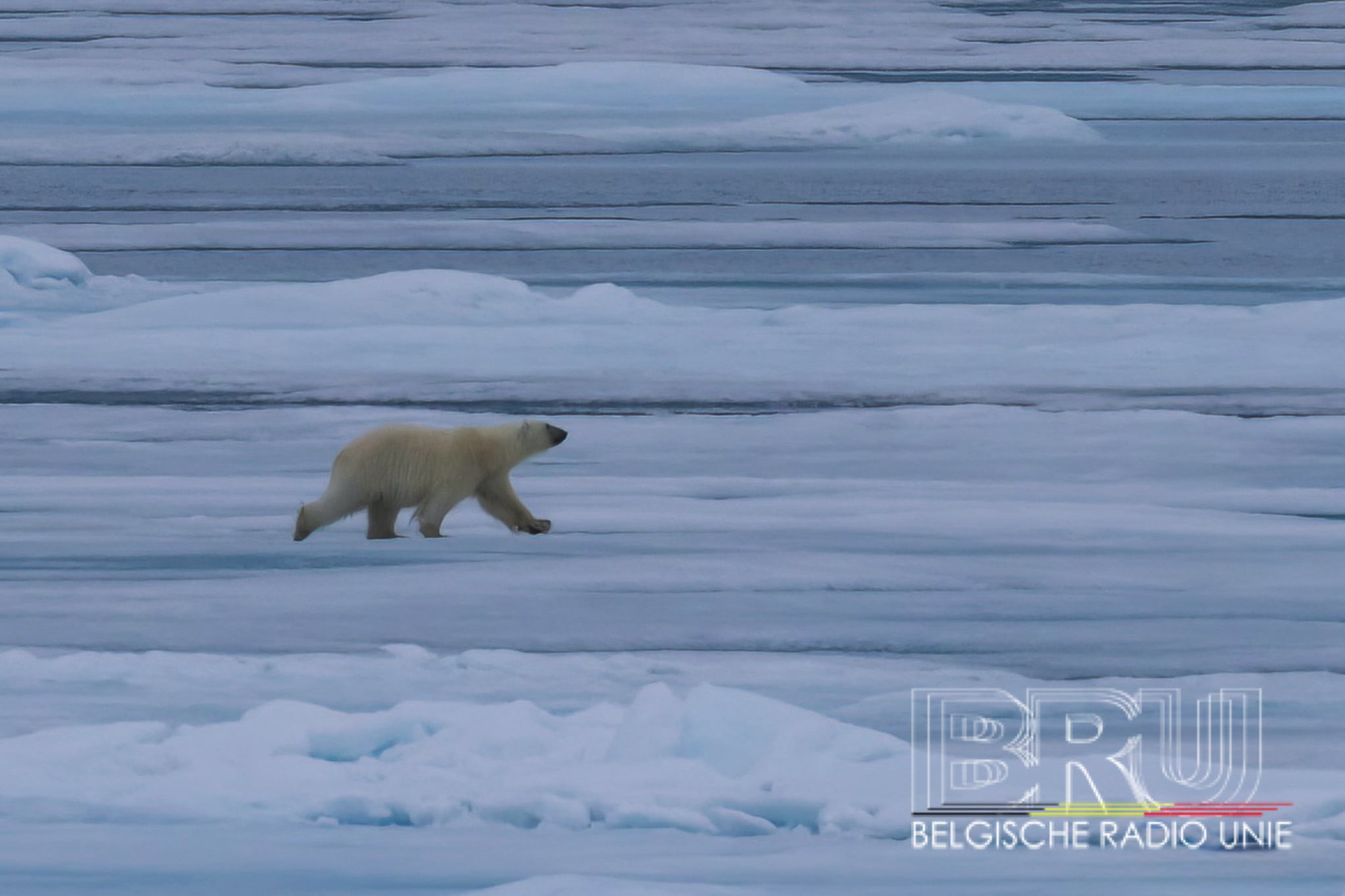 ‘Onderweg met Hendrik’ – fauna op en rond Spitsbergen