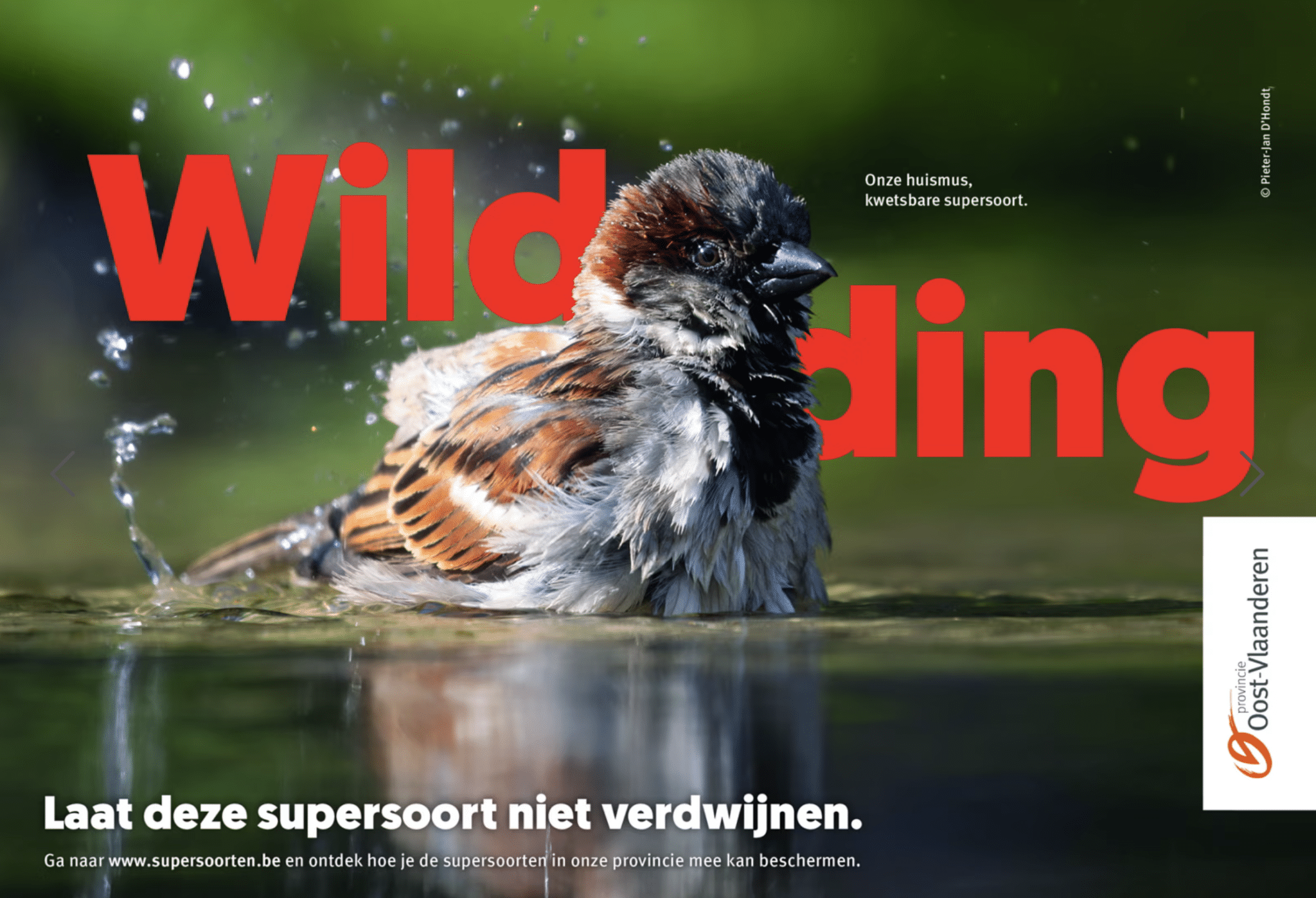 Provincie Oost-Vlaanderen geeft supersoorten gezicht met Wild Ding-campagne