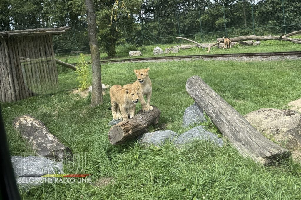 welpen Kibo en Akila