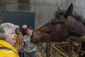 De paardenmelkerij van Filippus uit Maldegem
