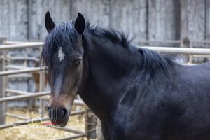 De paardenmelkerij van Filippus uit Maldegem