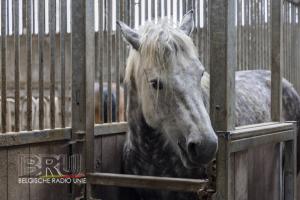 De paardenmelkerij van Filippus uit Maldegem