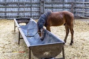 De paardenmelkerij van Filippus uit Maldegem