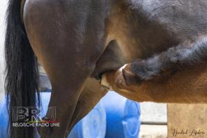 De paardenmelkerij van Filippus uit Maldegem