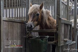 De paardenmelkerij van Filippus uit Maldegem
