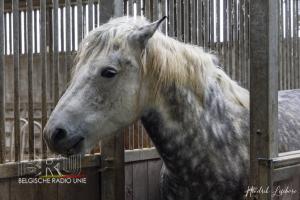 De paardenmelkerij van Filippus uit Maldegem