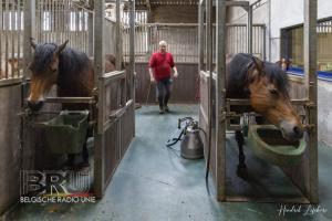 De paardenmelkerij van Filippus uit Maldegem