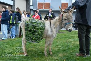 Palmprocessie Kuurne 2025
