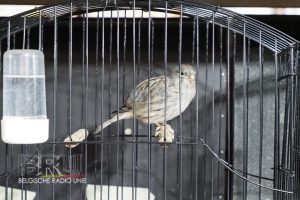 West-Vlaams kampioenschap voor siervogels