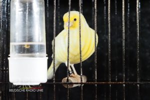 West-Vlaams kampioenschap voor siervogels