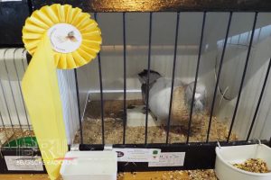 West-Vlaams kampioenschap voor siervogels