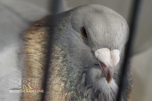 West-Vlaams kampioenschap voor siervogels