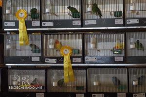 West-Vlaams kampioenschap voor siervogels