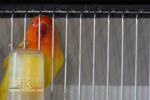 West-Vlaams kampioenschap voor siervogels