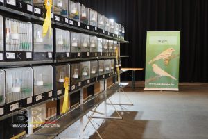 West-Vlaams kampioenschap voor siervogels