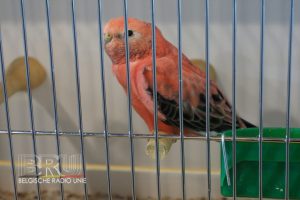 West-Vlaams kampioenschap voor siervogels