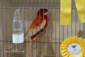 West-Vlaams kampioenschap voor siervogels