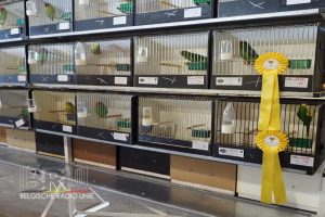 West-Vlaams kampioenschap voor siervogels