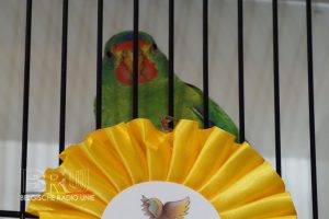 West-Vlaams kampioenschap voor siervogels